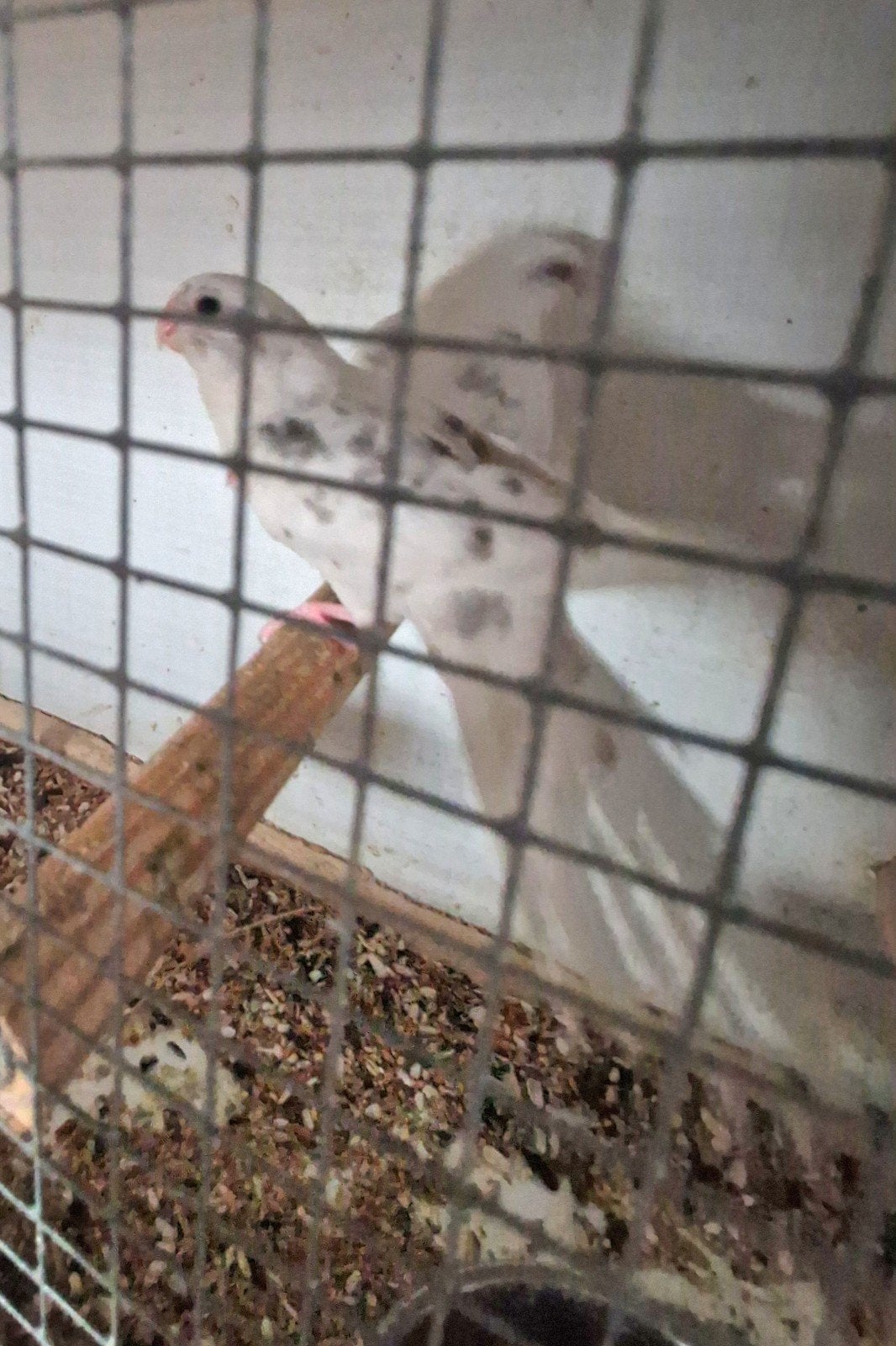 roodrug parkieten, Dieren en Toebehoren, Meerdere dieren, Parkiet, Geringd