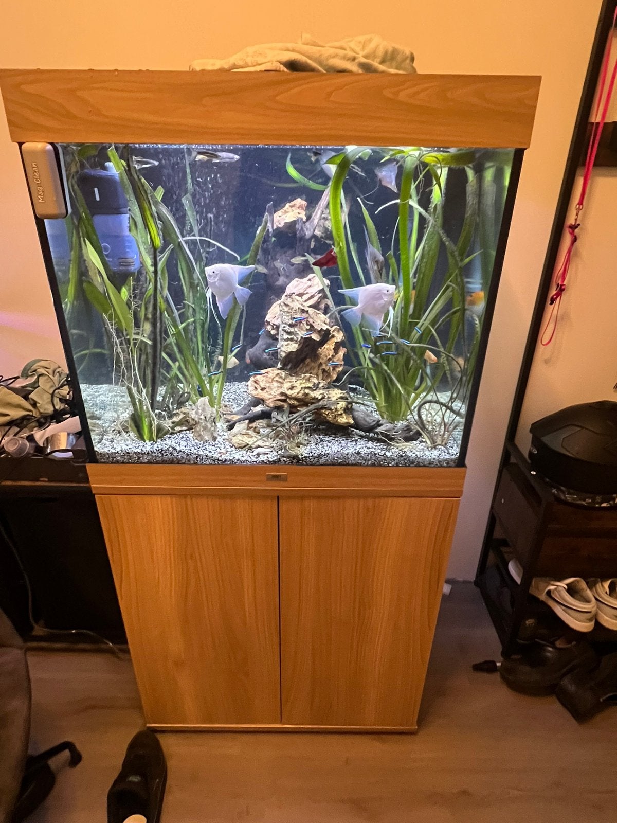 Tekoop mooi juwel lido 200, Ophalen, Zo goed als nieuw, Gevuld zoetwateraquarium