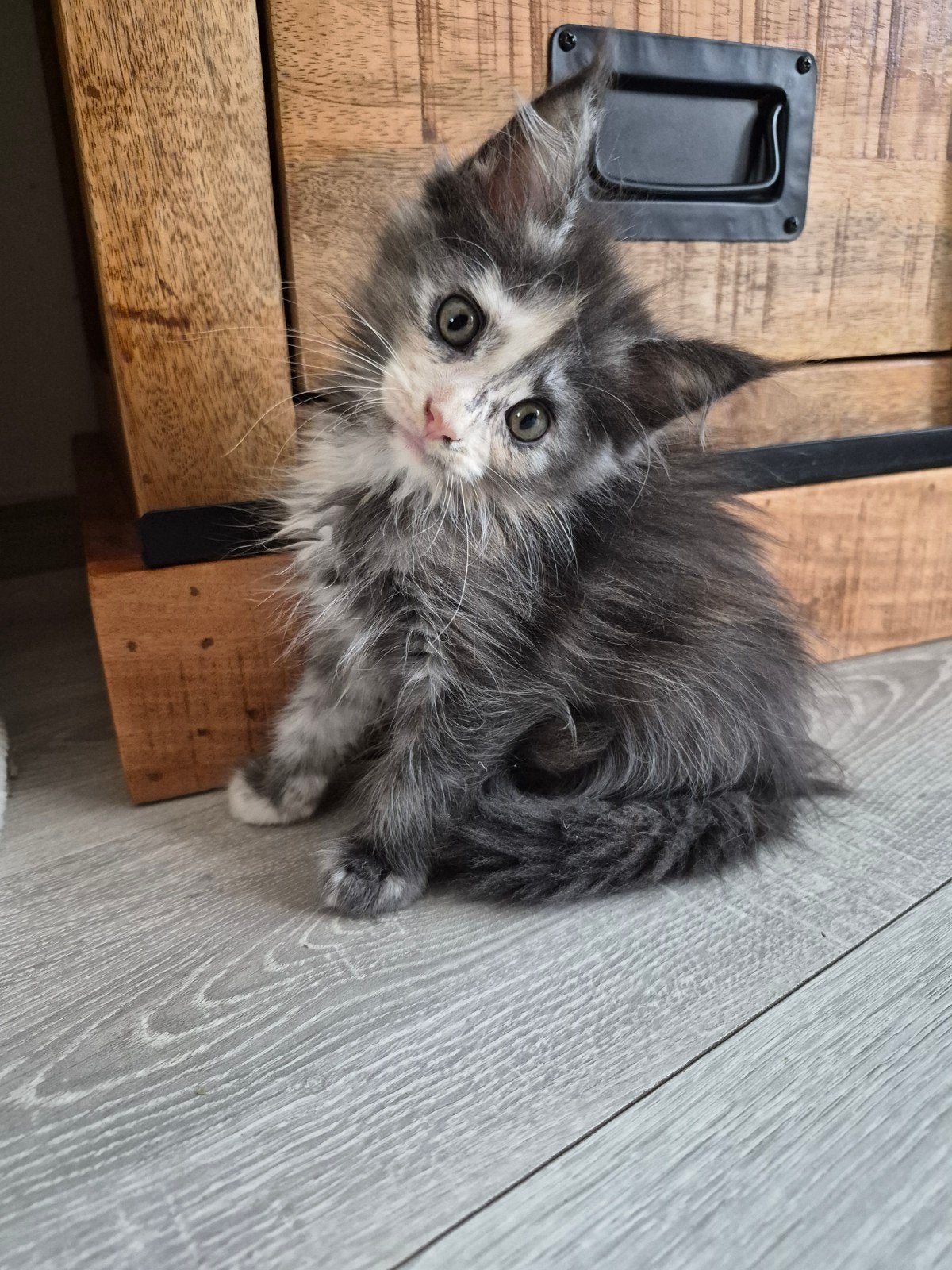 maine coon kitten, Poes, Gechipt, 0 tot 2 jaar