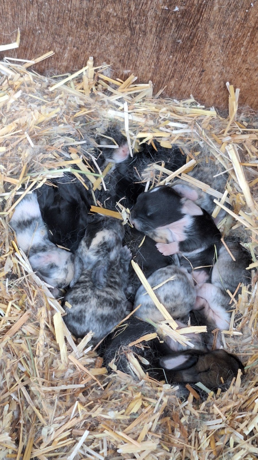 Nestje franse hangoren (aankondiging), Dieren en Toebehoren, Konijnen, Geslacht onbekend, Groot, Hangoor, 0 tot 2 jaar