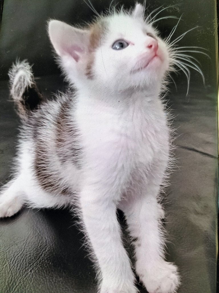 Te koop kruising Europees korthaar x Britse korthaar kittens, Kater, Kortharig, 0 tot 2 jaar