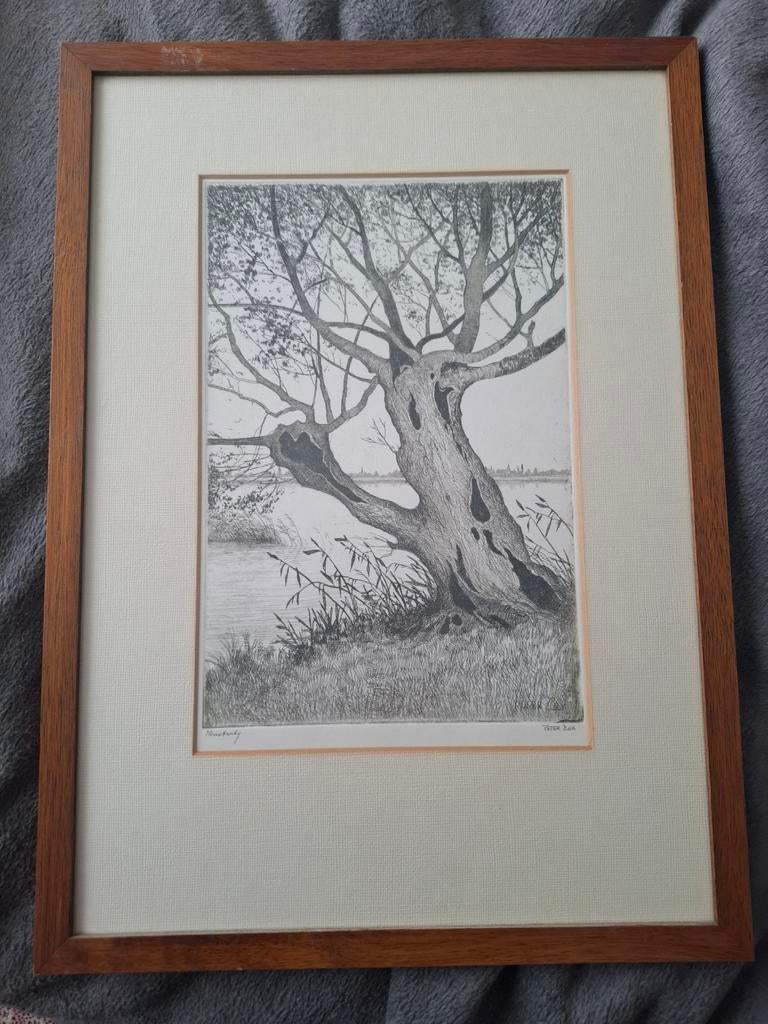 Peter Cox - Knotwilg ets, Antiek en Kunst, Ophalen, Ets, 55 cm, 40 cm