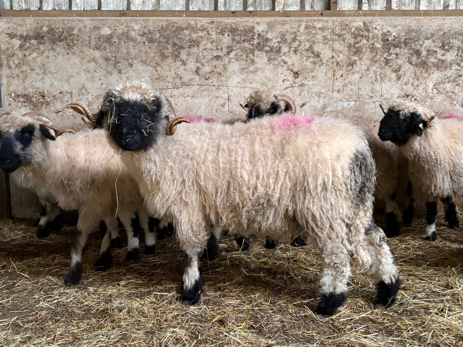Wallischer Schwarznase ooien zwoegervrij en Arr-Arr, Vrouwelijk, Schaap