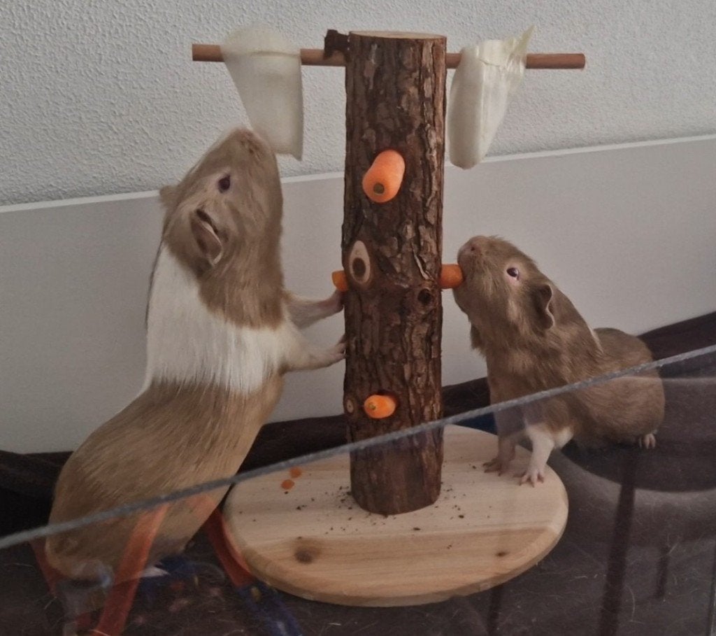 Gezellige Cavia oppas!, Ophalen, Overige typen