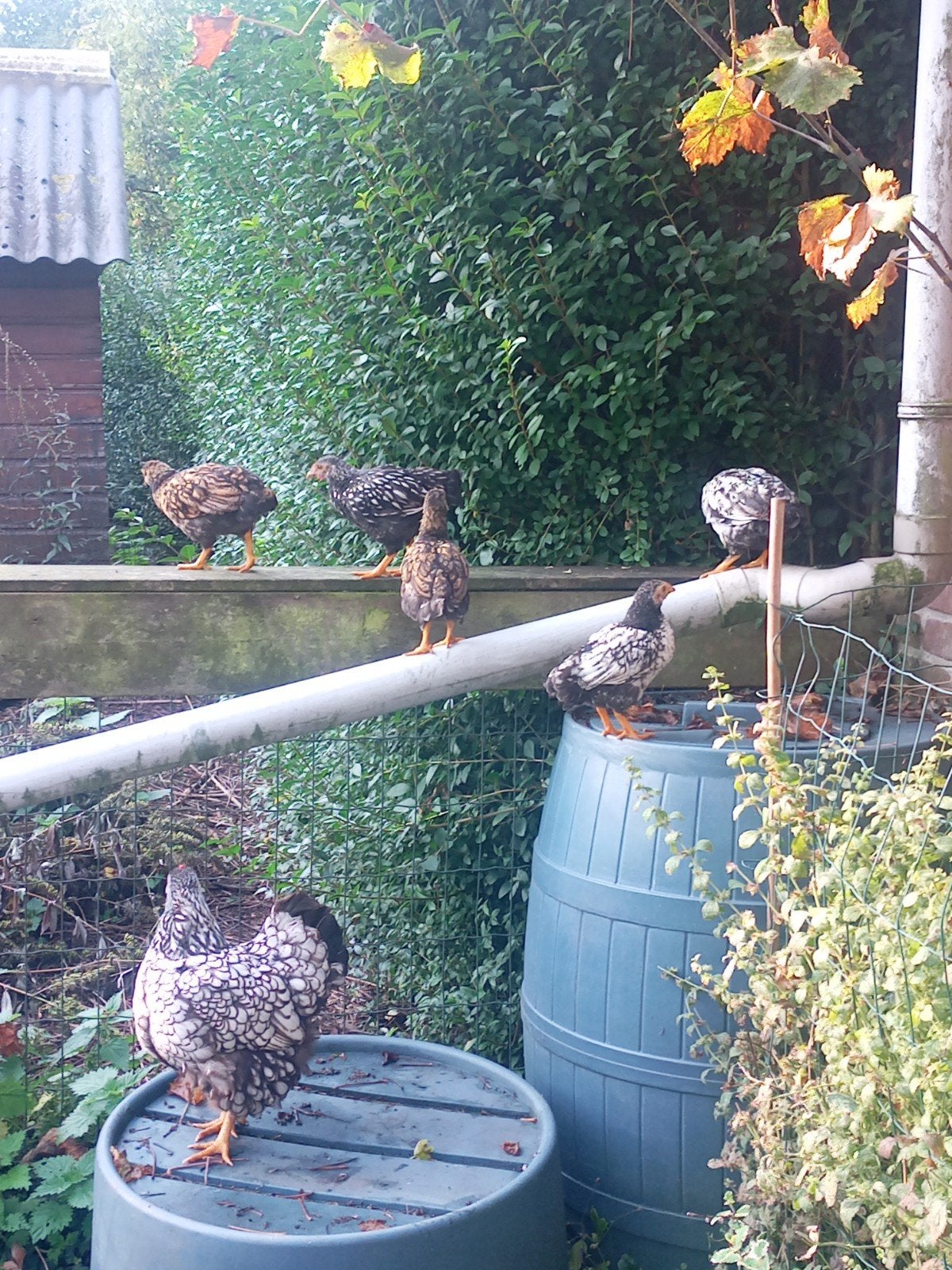 5 kuikens en moederkip, Dieren en Toebehoren, Geslacht onbekend, Kip