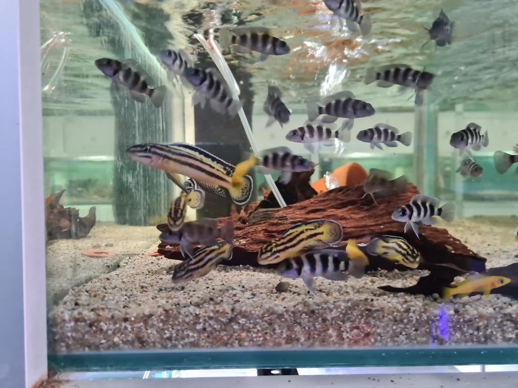 Julidochromis Regani Kipili Tanganyika Cichliden, Dieren en Toebehoren, Vissen | Aquariumvissen, Vis, Zoetwatervis