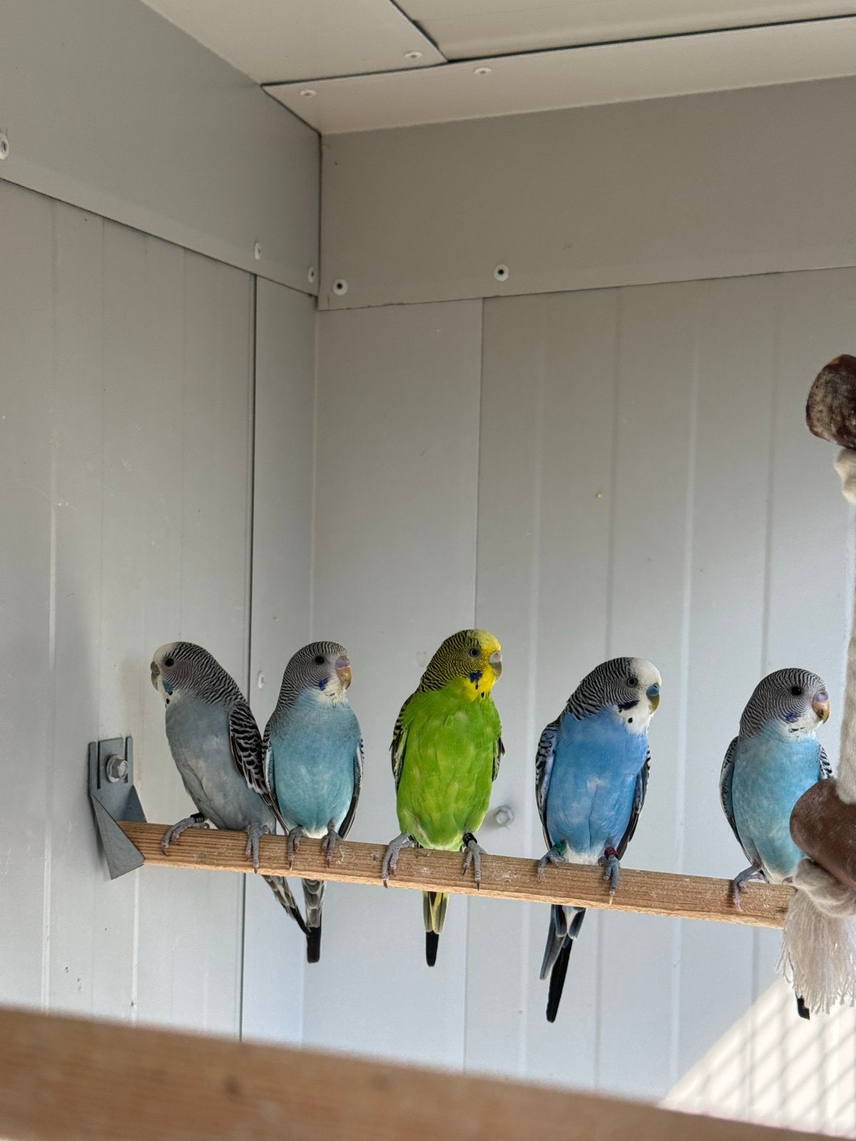 Grasparkieten, Meerdere dieren, Parkiet, Geringd