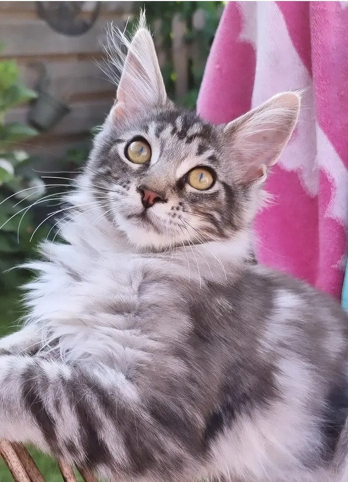 MAINE COON KITTEN : Sweetie  is alleen nog beschikbaar, Meerdere dieren, Gechipt