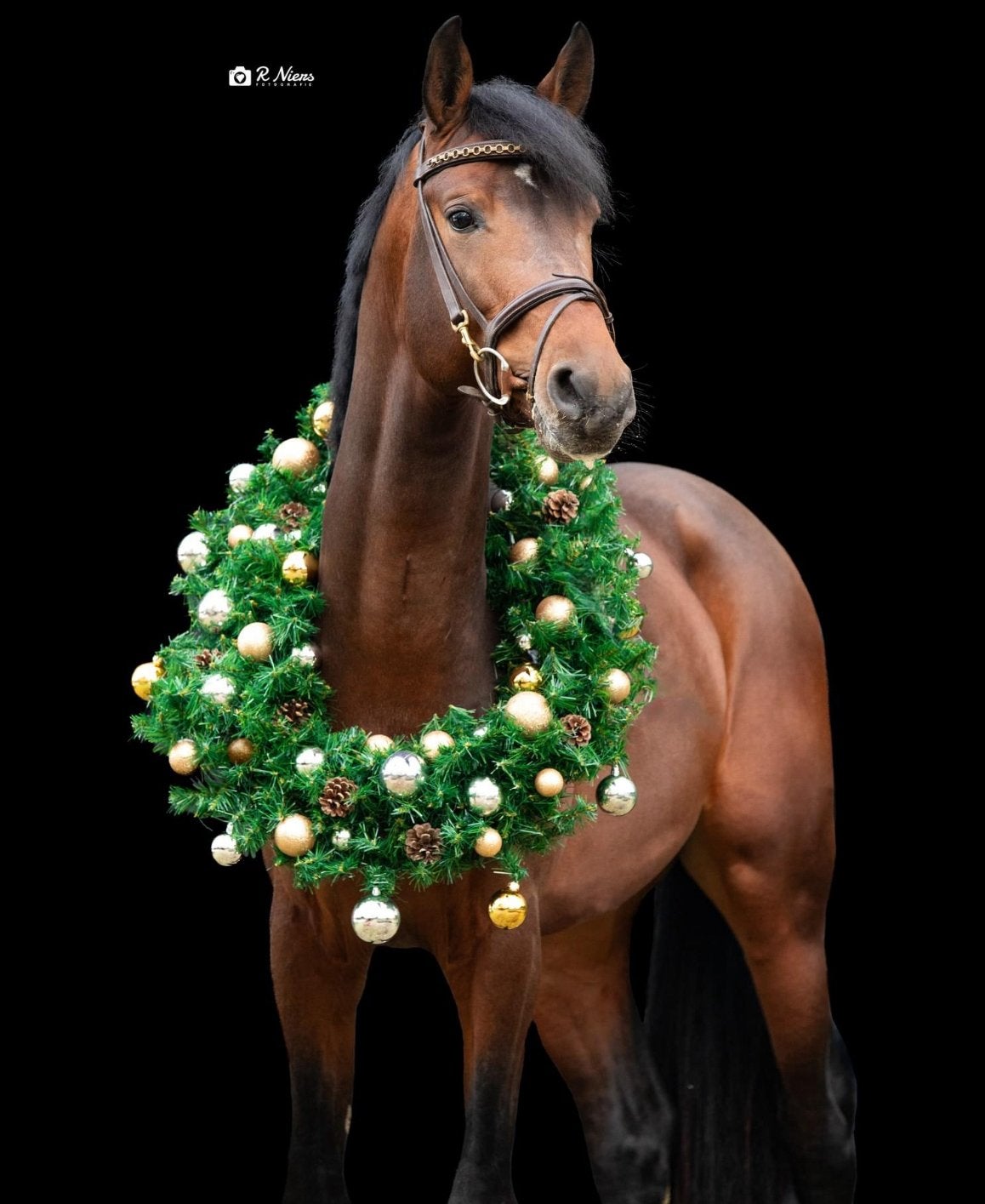 Allrounder, Springpaard, B, Ruin, Met stamboom