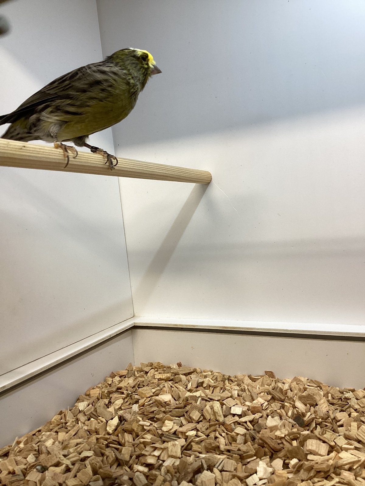Te koop, Dieren en Toebehoren, Vogels | Kanaries, Mannelijk, Postuurkanarie