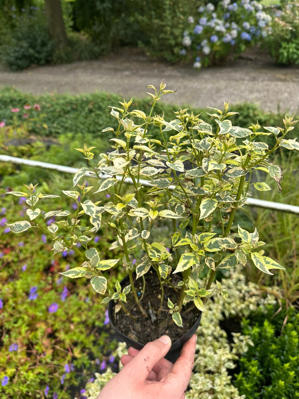 Caryopteris divaricata ‘Snow Fairy’, Tuin en Terras, Planten | Struiken en Hagen, Ophalen, Overige soorten, Minder dan 100 cm