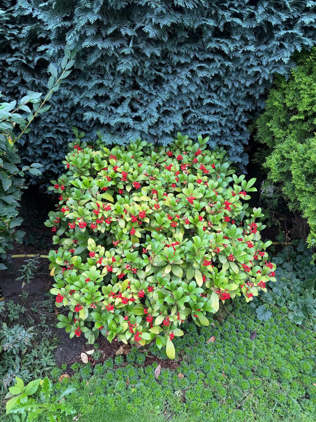Skimmia Japonica - Wintergroene struik met rode bessen, Vaste plant, Halfschaduw, Winter, Ophalen