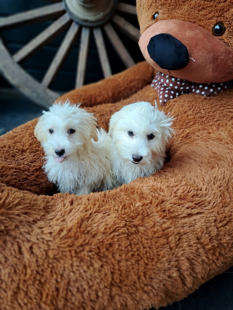 SCHATTIGE BLONDE MALTIPOO PUPS !!!!, Dieren en Toebehoren, Parvo, Nederland, Overige rassen, 8 tot 15 weken