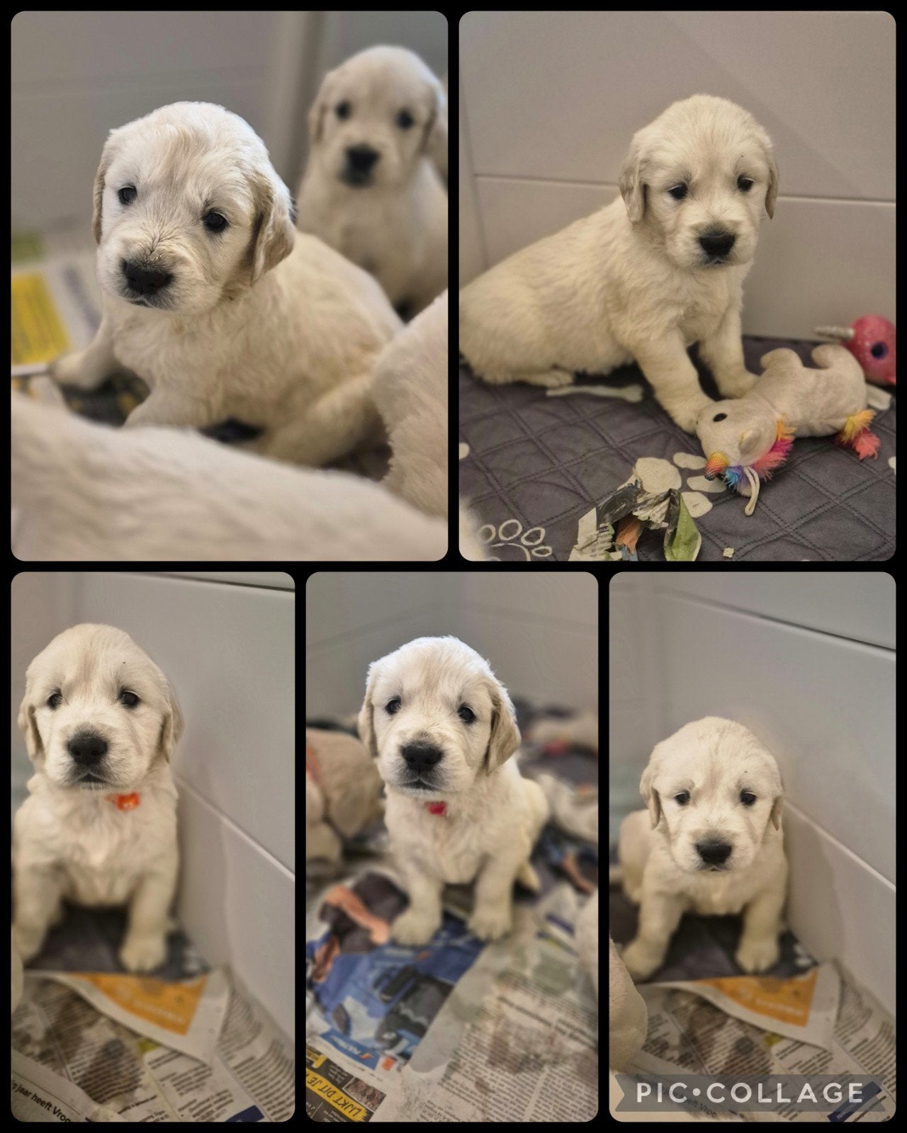 Prachtige Golden Retriever pups, Dieren en Toebehoren, Honden | Retrievers, Spaniëls en Waterhonden, Meerdere dieren, Golden retriever