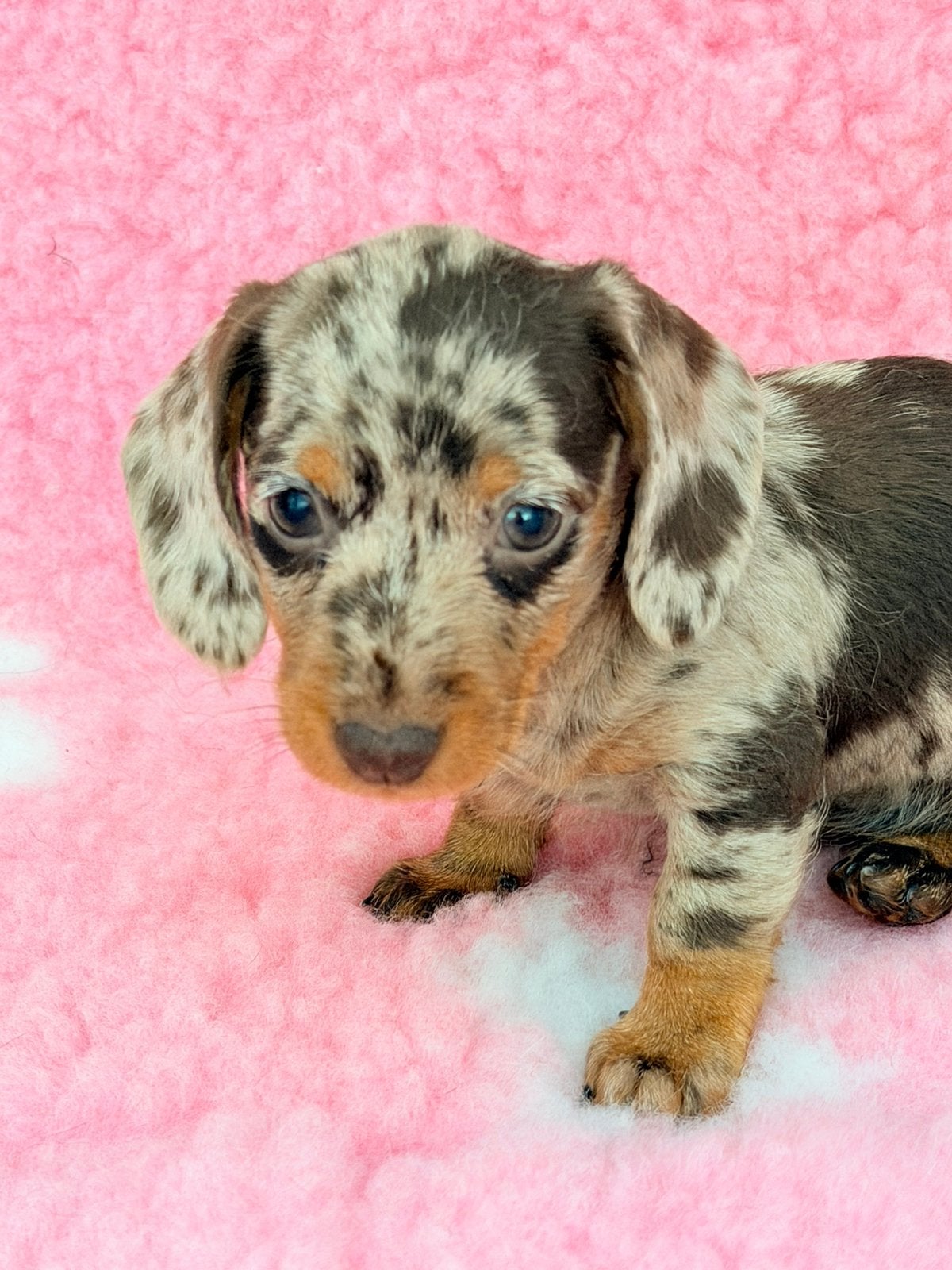 Small Kaninchen ruwhaar teckel pups met stamboom., Kaninchen, Parvo, 8 tot 15 weken, Meerdere