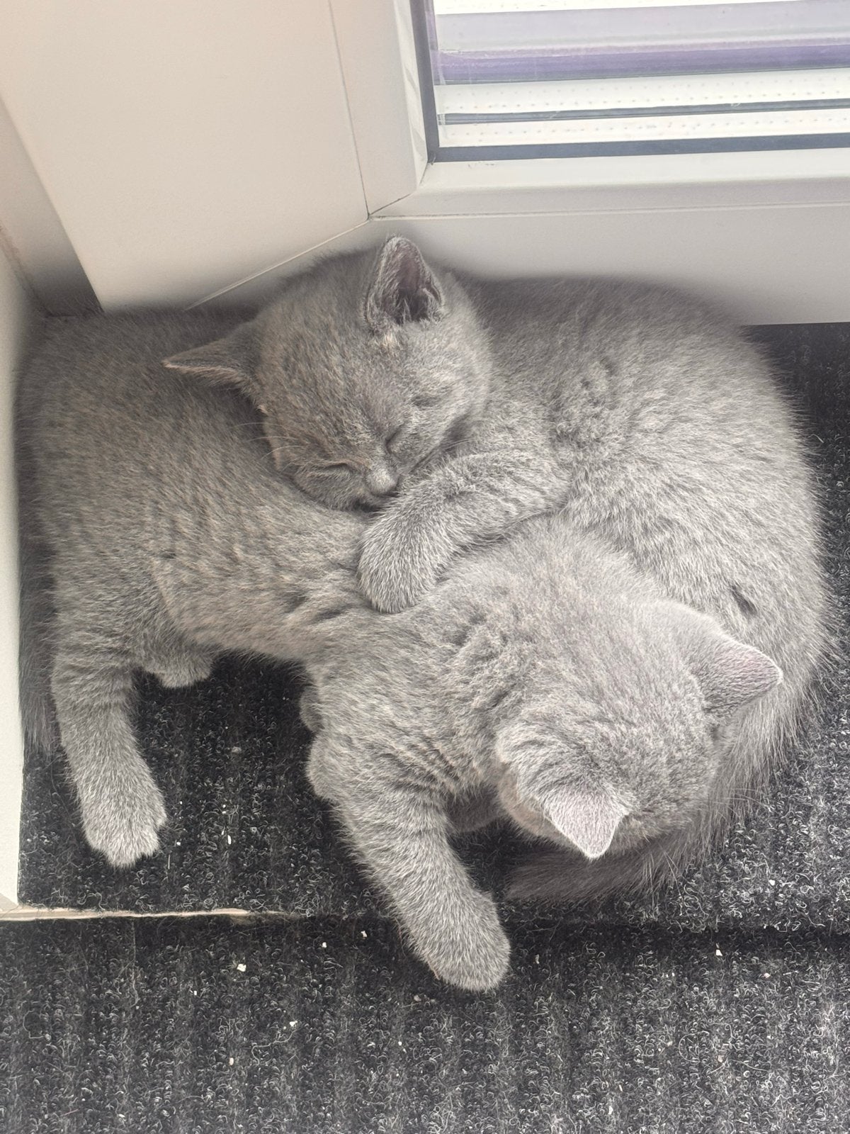 Britsekorthaar kittens, Meerdere dieren