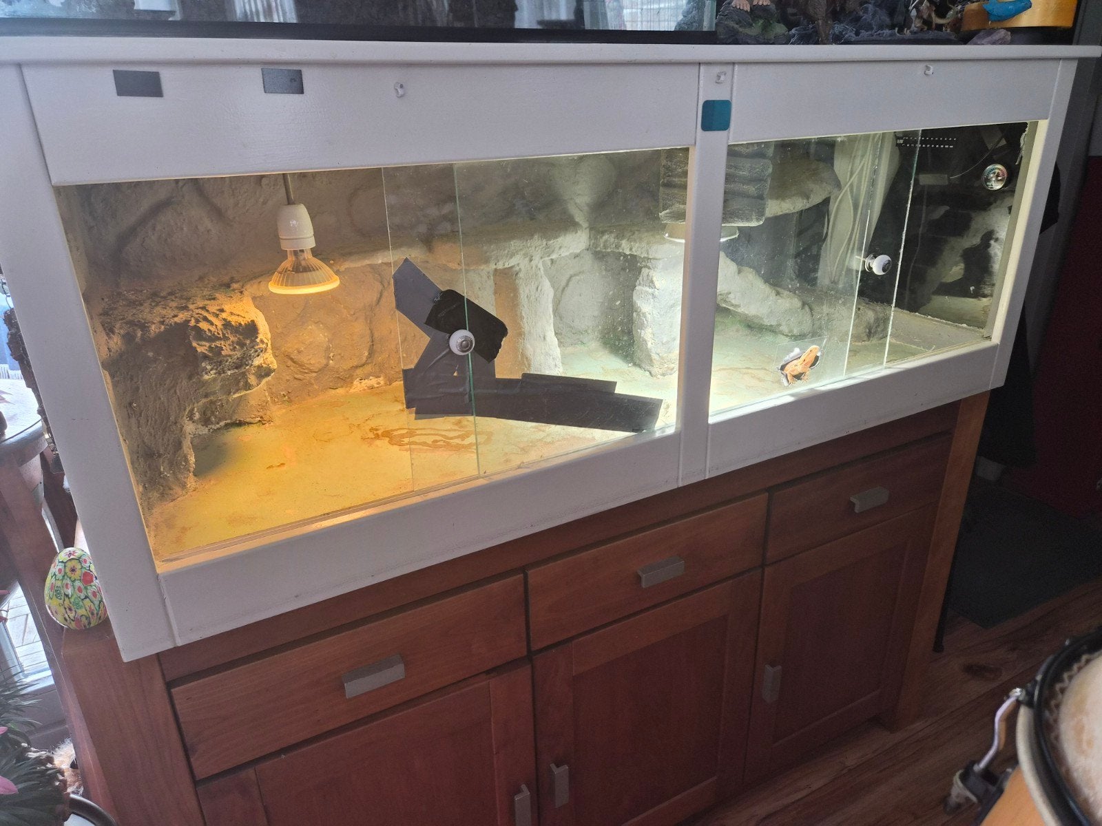 terrarium, Dieren en Toebehoren, Reptielen en Amfibieën | Toebehoren, Ophalen