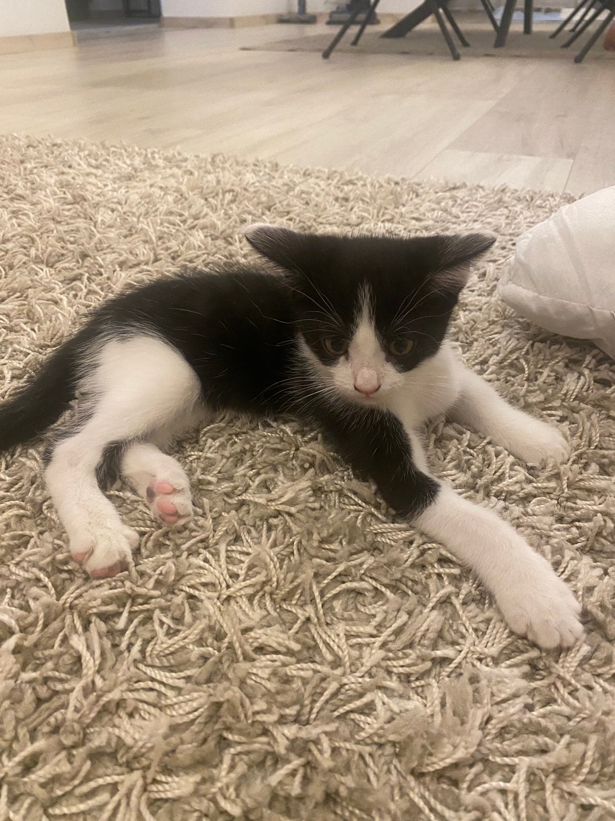 Lief zwart-wit kitten – poesje, Dieren en Toebehoren