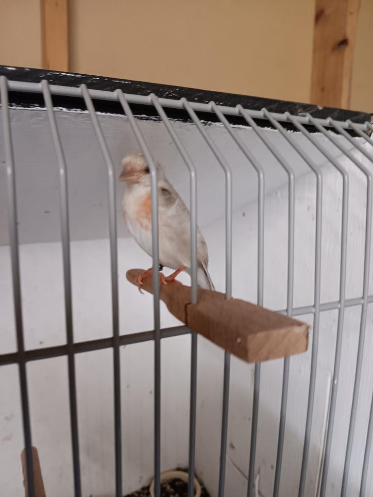 Kapoetsensijzen 2025, Dieren en Toebehoren, Vogels | Kanaries, Meerdere dieren