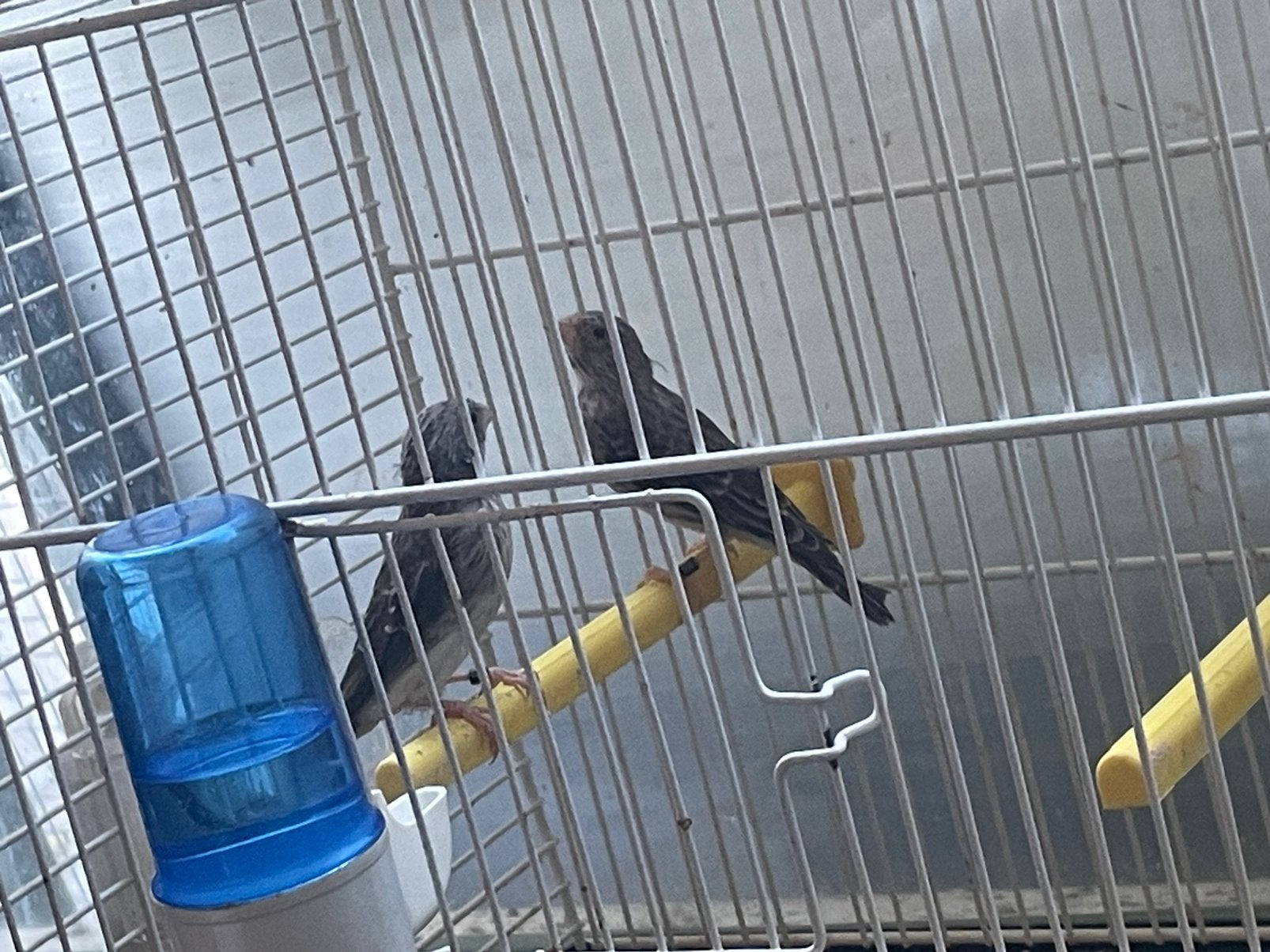 Kweekkoppel Witstuit Edelzangers met 2 jongen, Meerdere dieren, Tropenvogel, Geringd