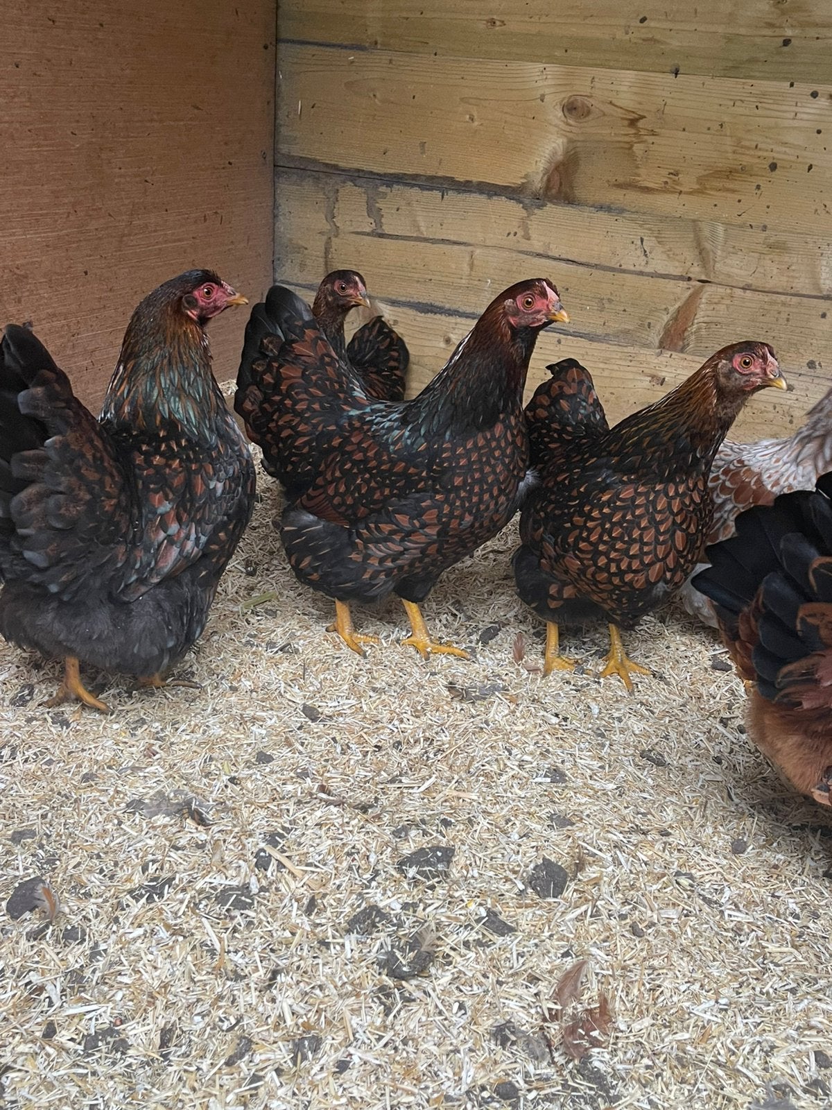 Brahma, Wyandotte, Cochin en Barnevelder kriel hennen 2026, Dieren en Toebehoren, Meerdere dieren, Kip