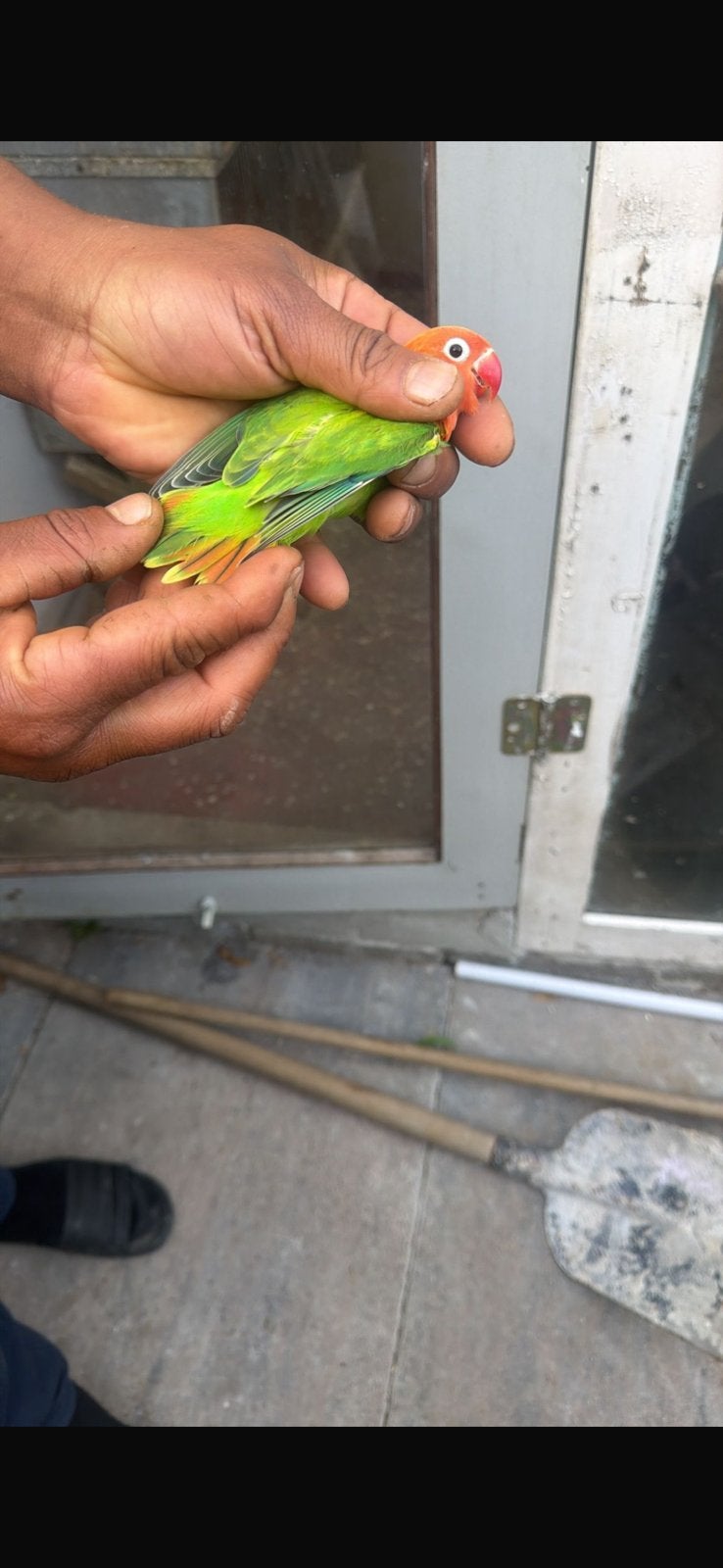 2 agapornis en kooi, Geslacht onbekend, Dwergpapegaai of Agapornis