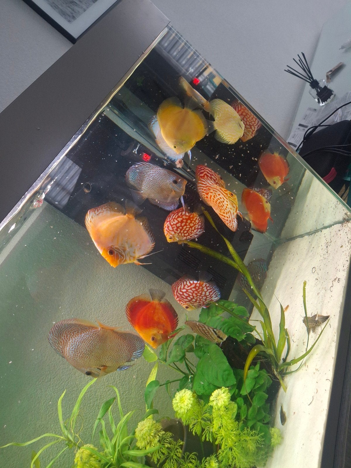 Discus vissen, Vis
