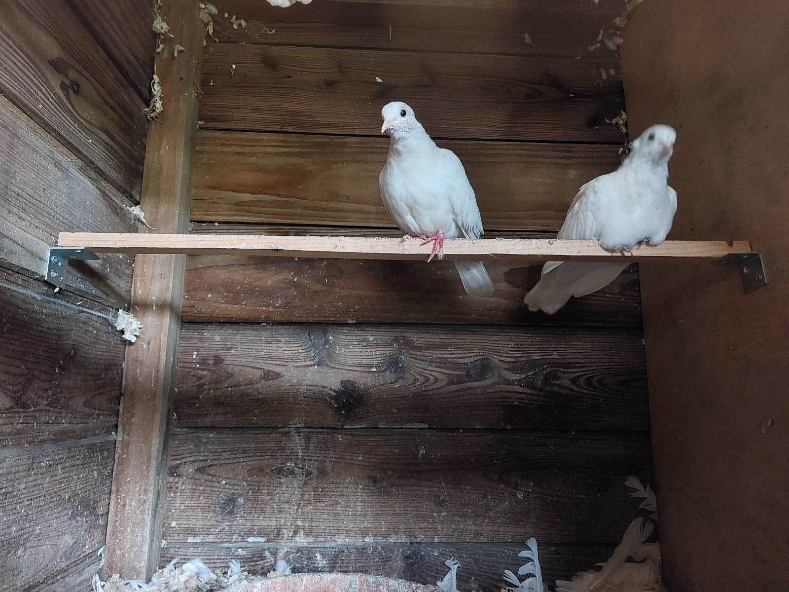 koppel tortelduif/lachduif 2x, Meerdere dieren
