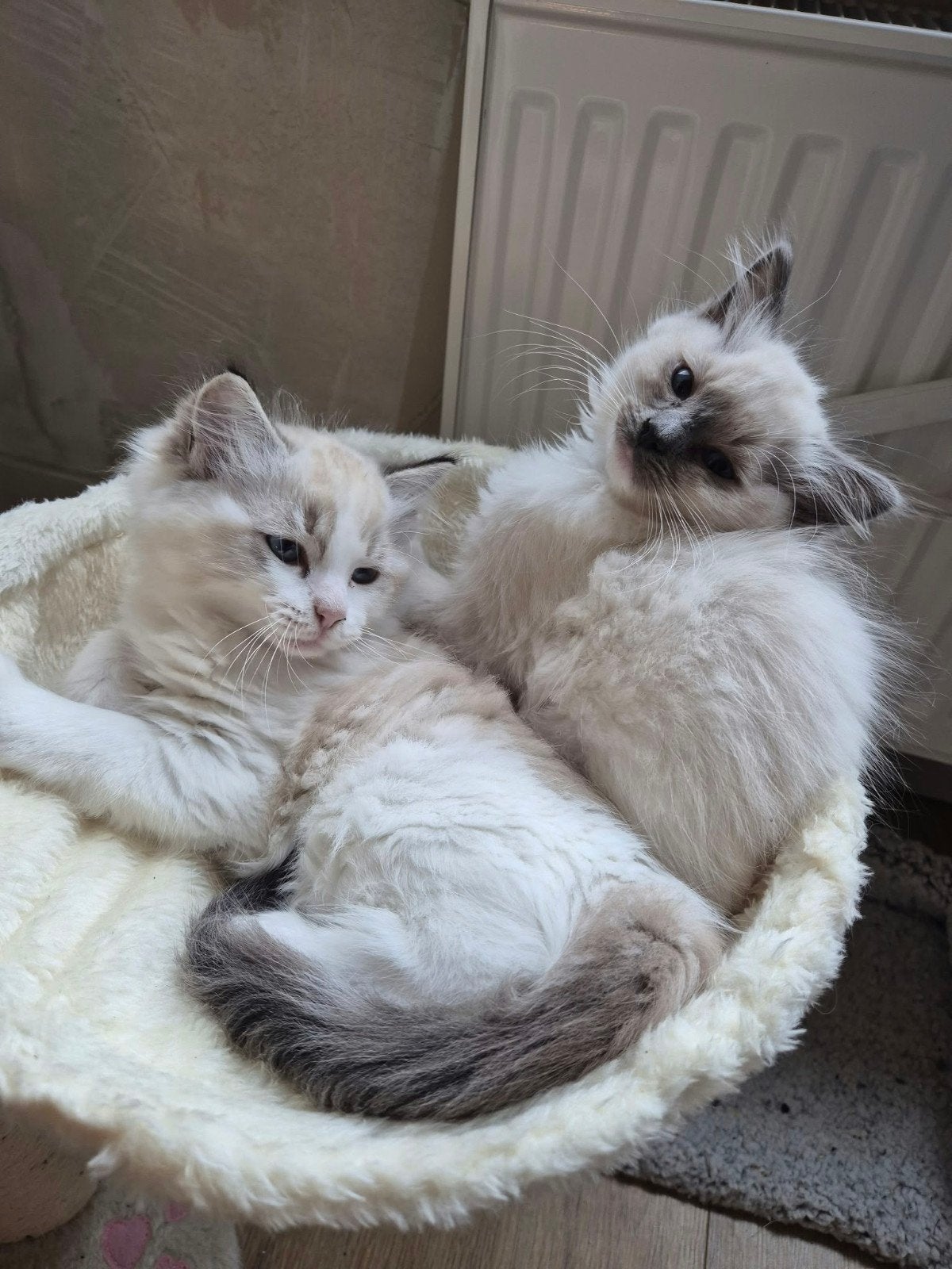 Ragdoll kittens nog 2 beschikbaar, Meerdere dieren, 0 tot 2 jaar