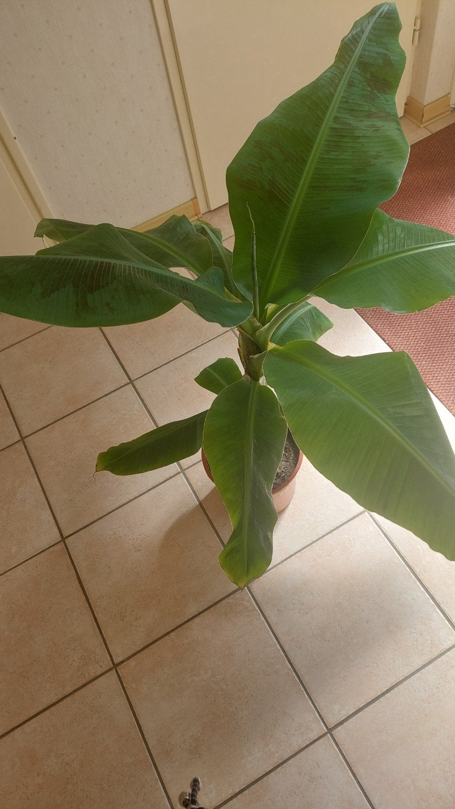 Mooie bananenplant in pot voor binnen, Ophalen, Overige soorten, Halfschaduw, In pot
