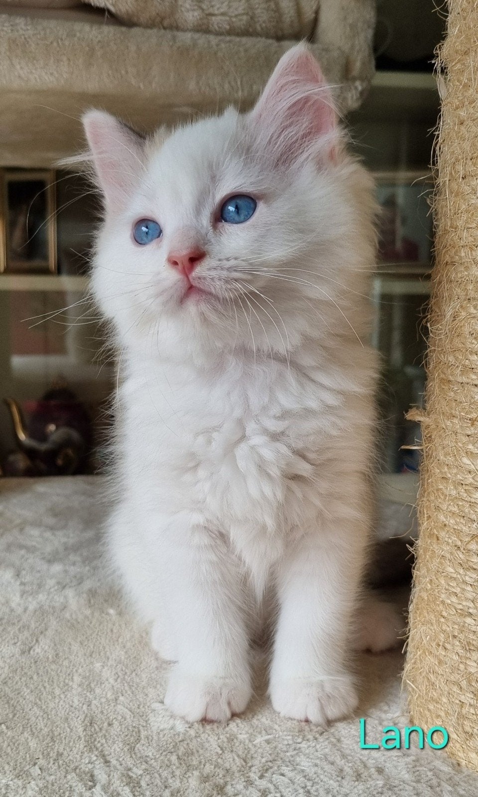 Lieve Ragdoll kitten, Dieren en Toebehoren, Katten en Kittens | Raskatten | Langhaar, Kater, Gechipt, 0 tot 2 jaar