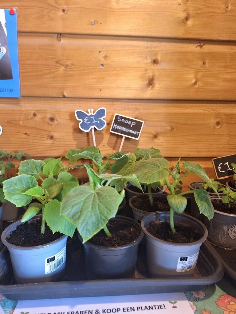 Honingtomaat-, komkommer- Tiny Tim plantjes (zelfgekweekt), Tuin en Terras, Ophalen, Eenjarig, Groenteplanten, Volle zon
