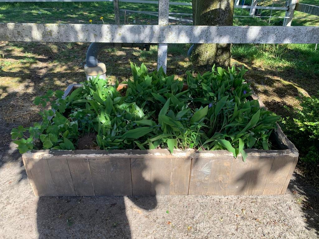 Lelietjes van Dalen, Akelei en maagdenpalm, Tuin en Terras, Bloembakken en Plantenbakken, Ophalen of Verzenden, Zo goed als nieuw