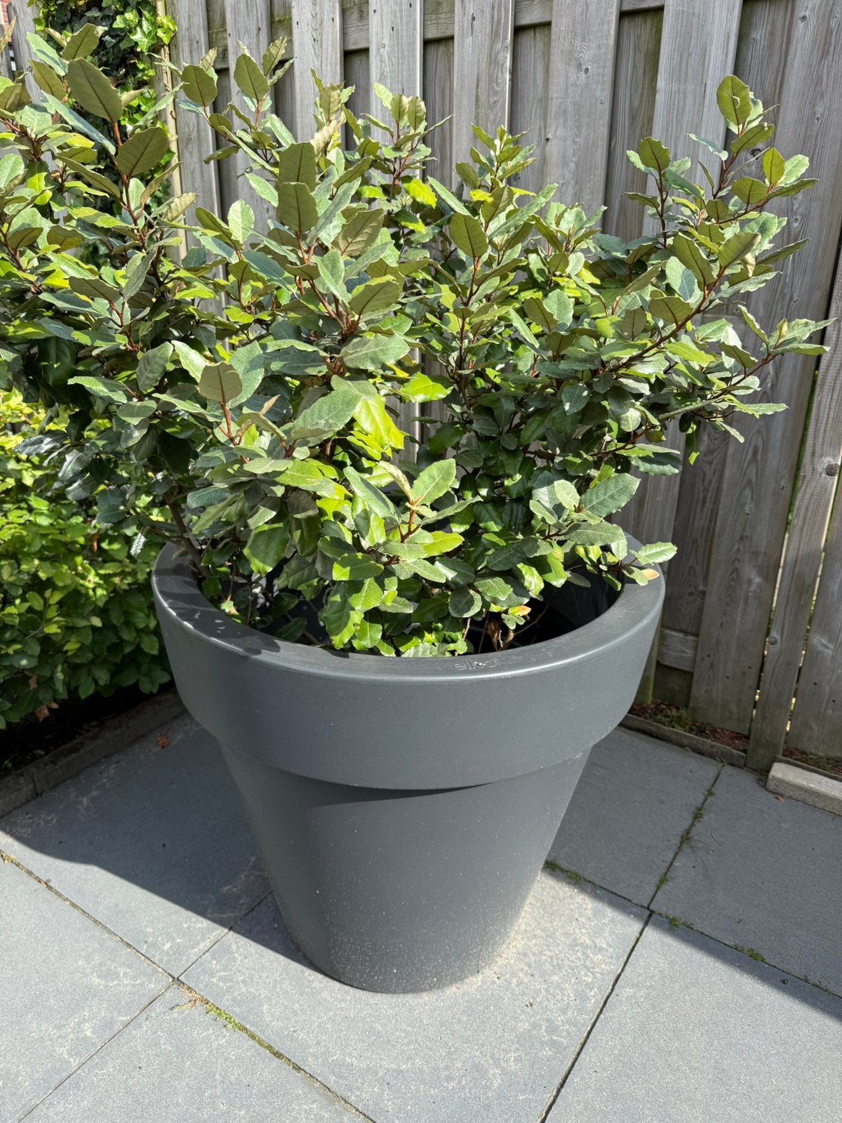 Olijfwilg 125 cm in pot SALE!, Ophalen, Overige soorten, Volle zon