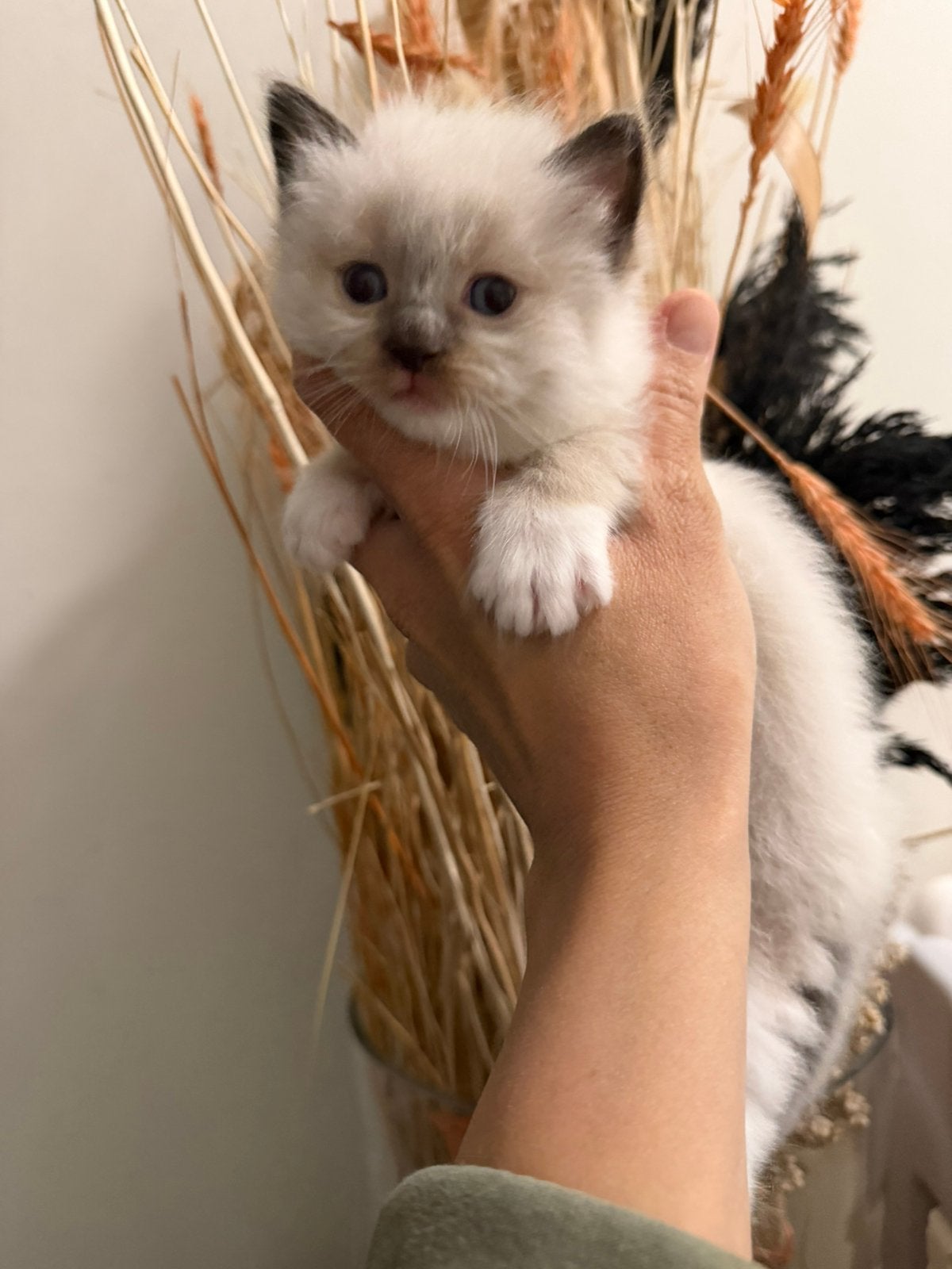 Mooie ragdoll kittens, Dieren en Toebehoren, Katten en Kittens | Raskatten | Langhaar, Meerdere dieren, Ontwormd