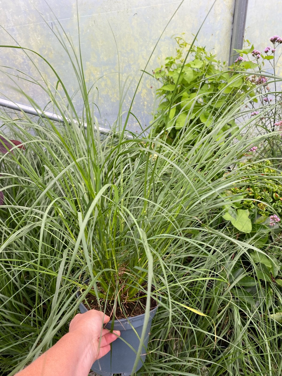 Pennisetum Alopecuroides - Lampenpoetsersgras, Tuin en Terras, Planten | Tuinplanten, Ophalen, Volle zon, Vaste plant, Siergrassen