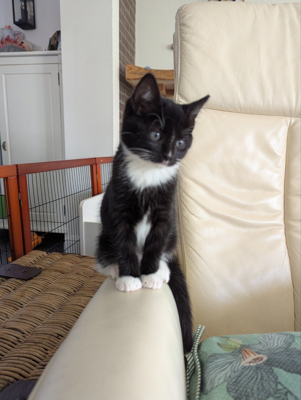 Ragdoll x Europese korthaar kittens poesjes, Meerdere dieren, Ontwormd, 0 tot 2 jaar