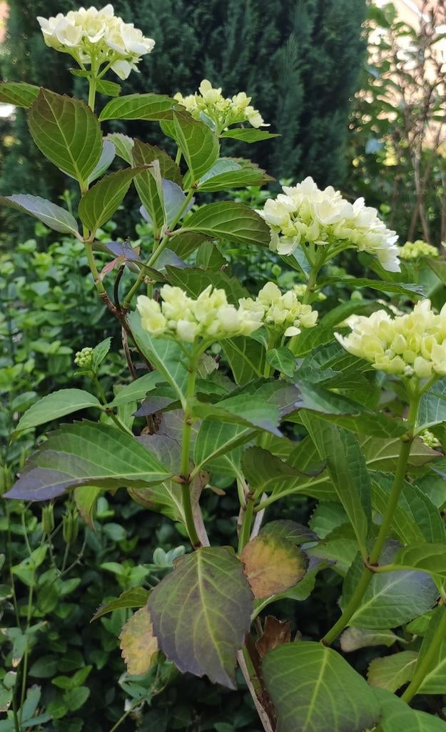 Hortensia wit, Ophalen, Overige soorten, Halfschaduw