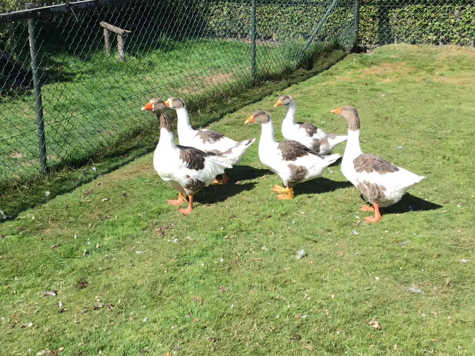 3 jonge Pommerse / Twentse / Vlaamse / Bonte landsganzen, Dieren en Toebehoren, Meerdere dieren, Gans of Zwaan