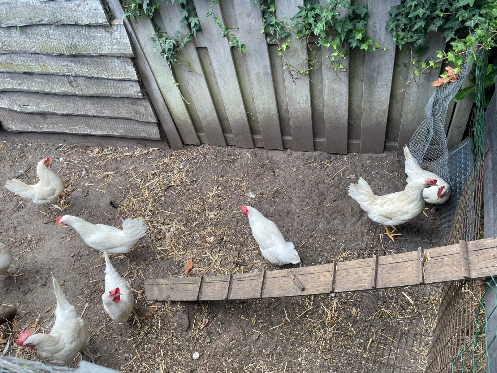 Broedeieren leghen, Dieren en Toebehoren, Pluimvee, Geslacht onbekend, Kip
