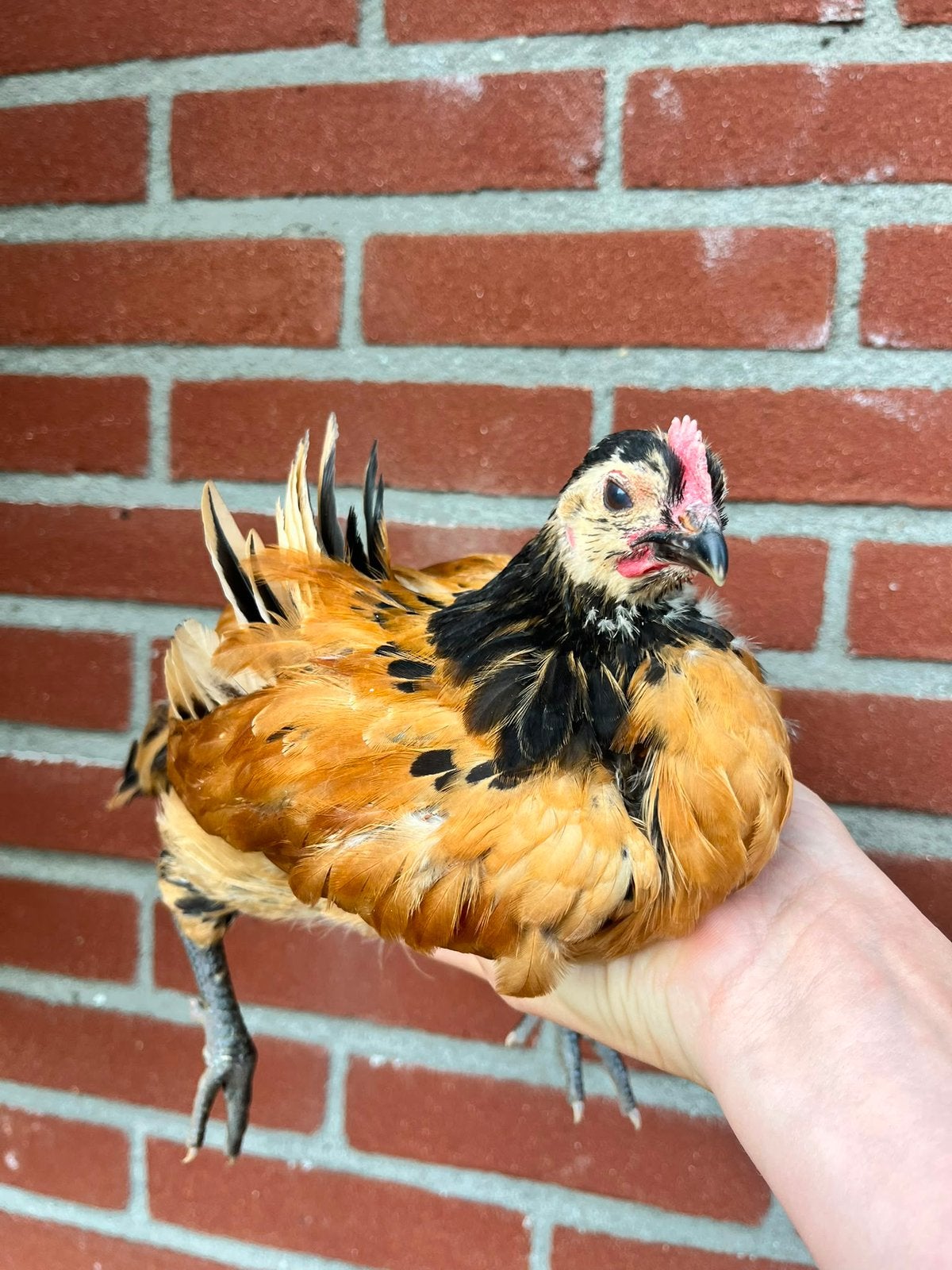 2 Jonge vorwerk haantjes, Mannelijk, Kip