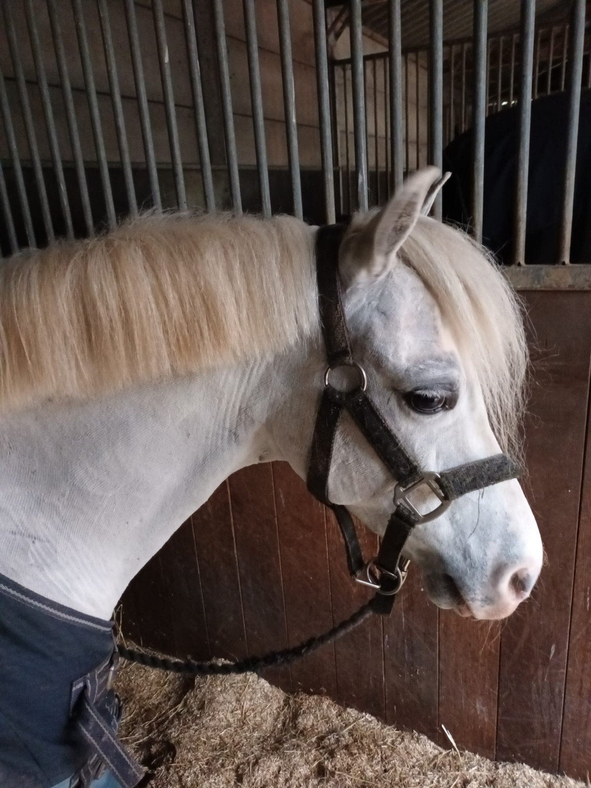 Lieve, kindvriendelijke allrounder B pony, Dieren en Toebehoren, Pony's, Ruin