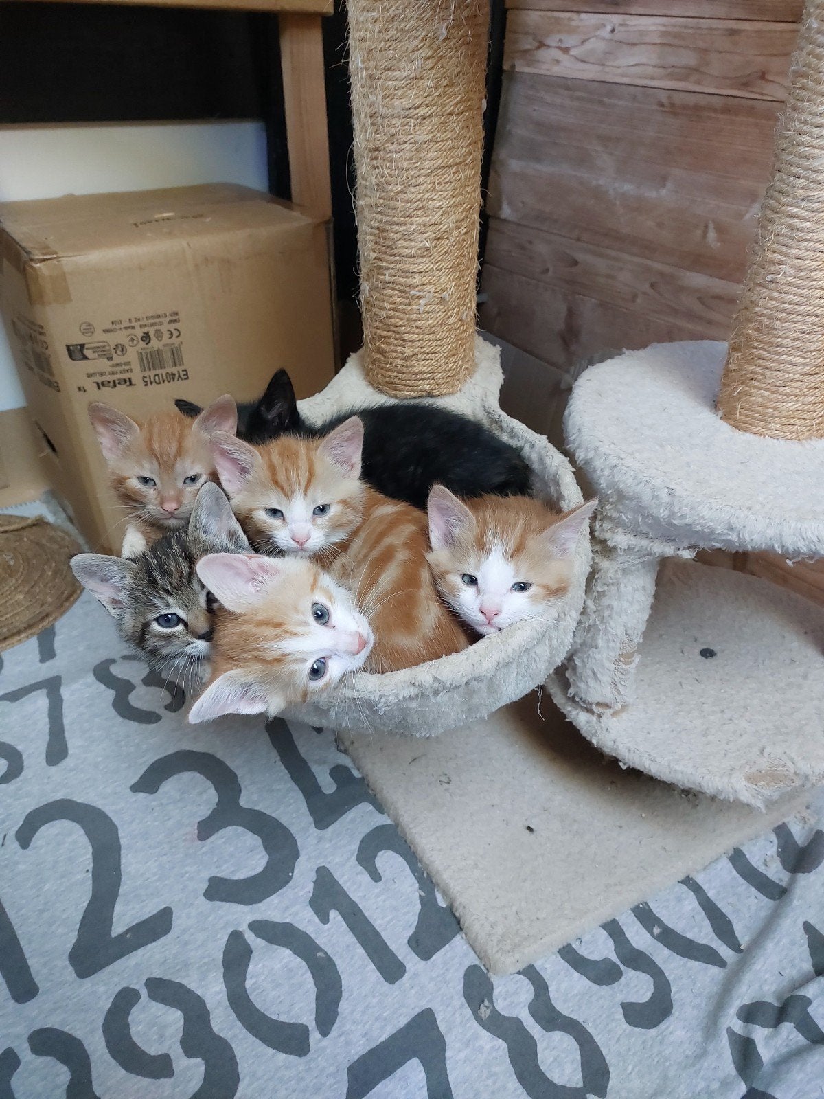lieve, mooie en speelse kittens, Meerdere dieren, Kortharig, 0 tot 2 jaar