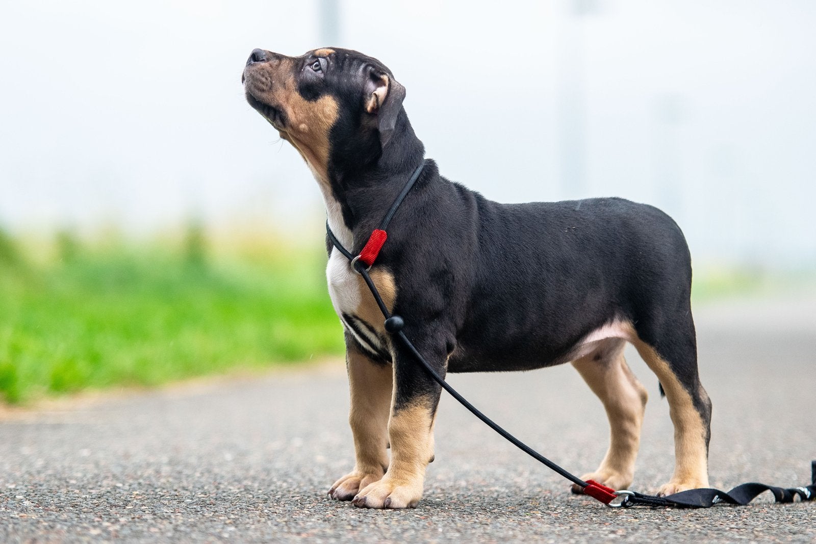 American Bully XL pups Teefje, Overige rassen, 8 tot 15 weken, Parvo, Meerdere