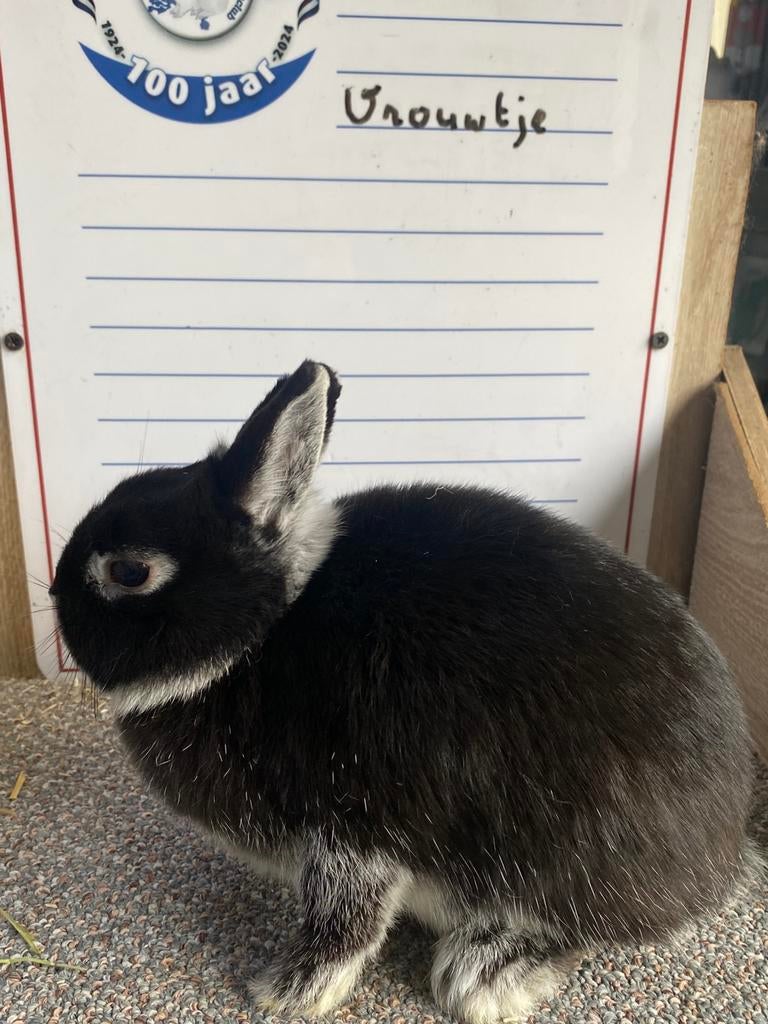 Handtamme Dwergkonijnen, Dieren en Toebehoren, Konijnen, Mannelijk, Groot