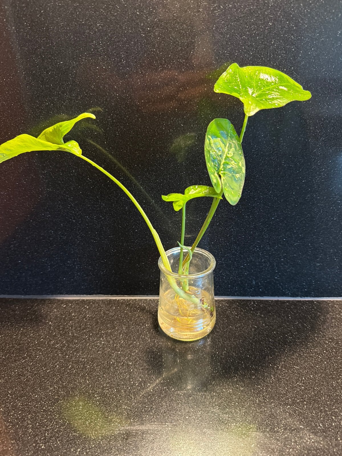 Syngonium Panda, Huis en Inrichting, Kamerplanten, Ophalen