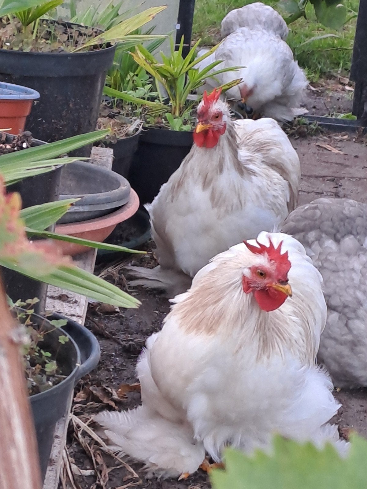 cochin haantjes. 2, Dieren en Toebehoren, Pluimvee, Mannelijk, Kip