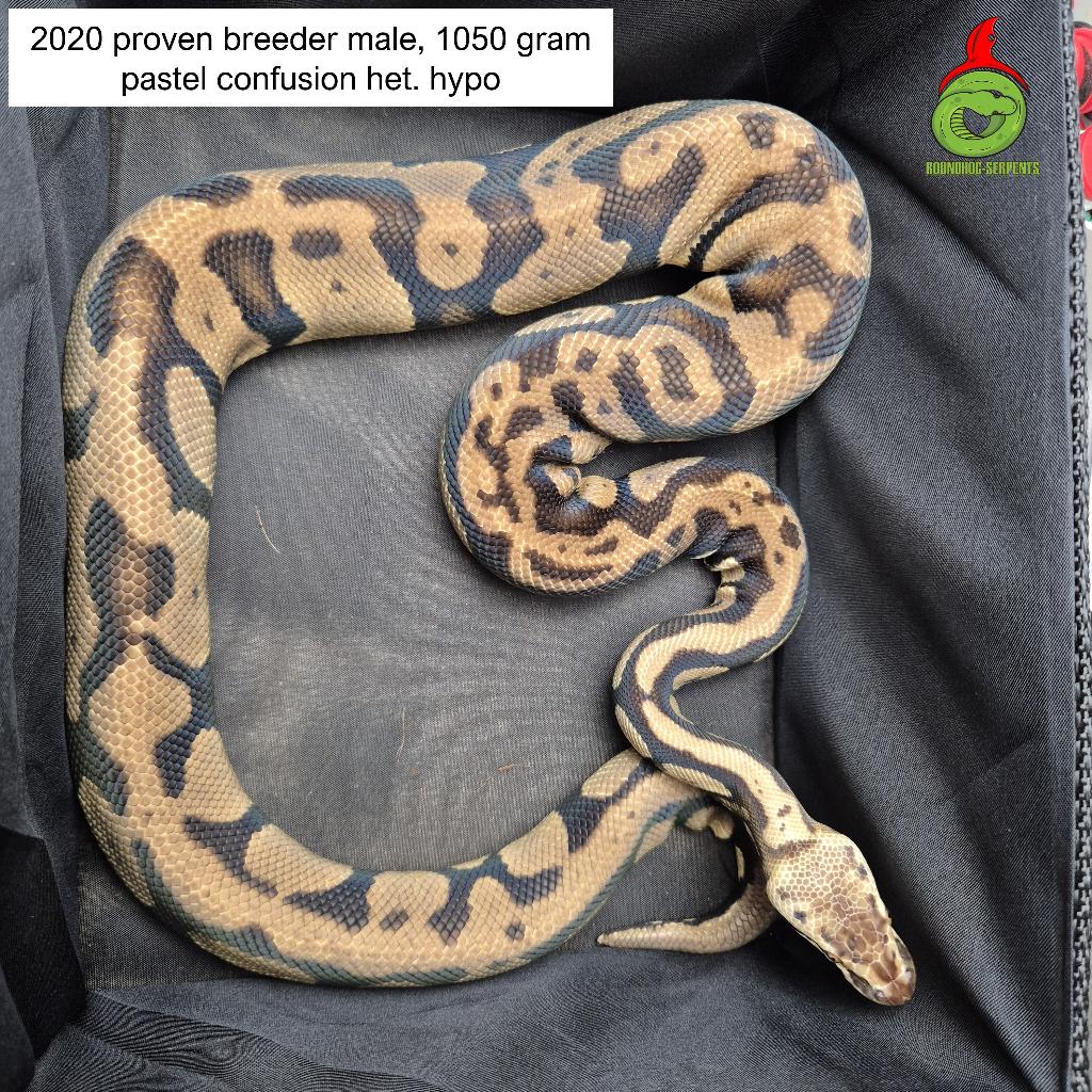 regius pastel confusion het. hypo kweekman Ball Python - unknown for sale from Roundhog serpents