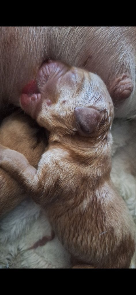 4 Prachtige blonde/redfox Labrador teefjes, Dieren en Toebehoren, 8 tot 15 weken, Labrador retriever, Meerdere, Meerdere dieren