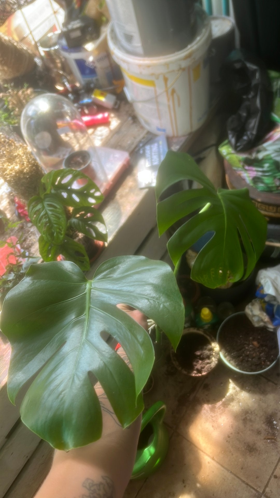 Monstera, Huis en Inrichting, Kamerplanten, Ophalen of Verzenden, Halfschaduw, Minder dan 100 cm